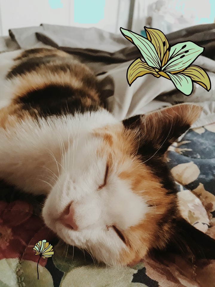 Miss Nala
