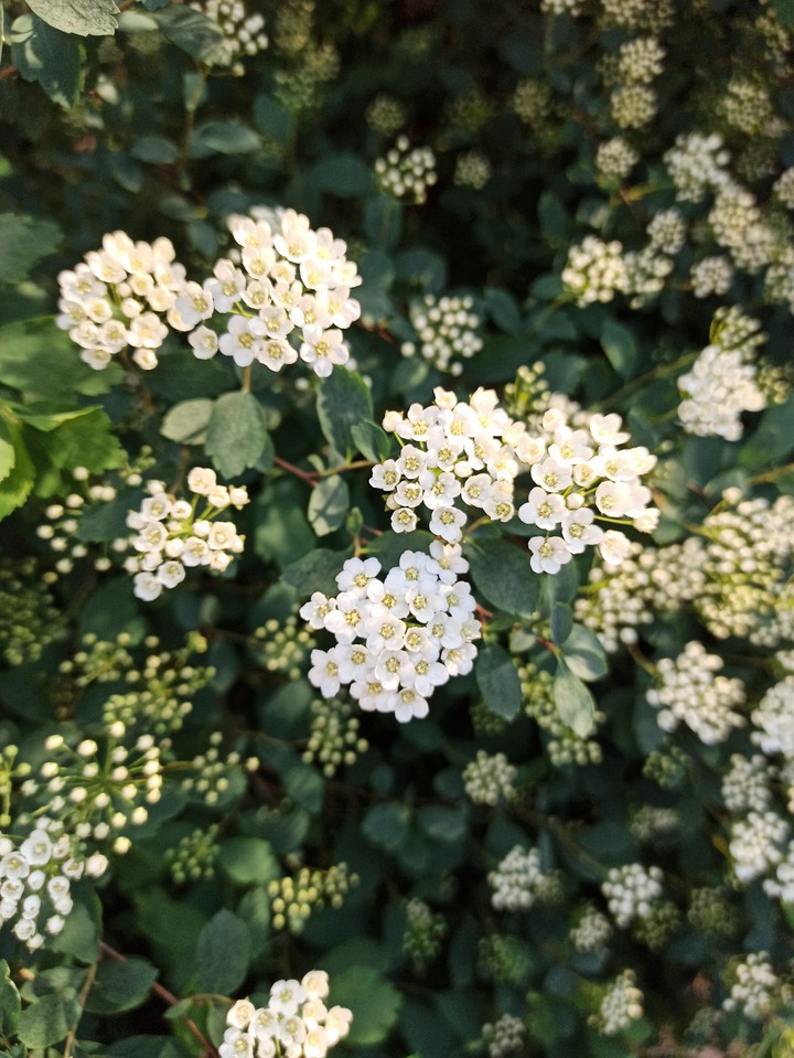 Flowering