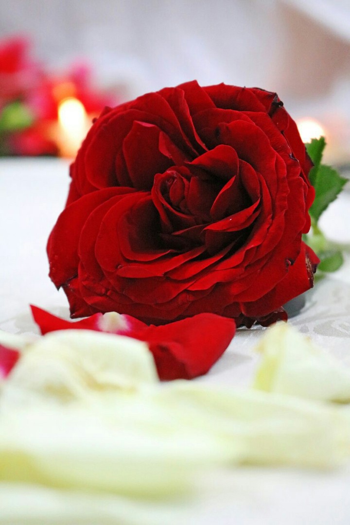 Rose