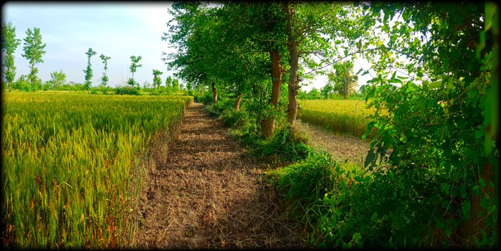 Village View