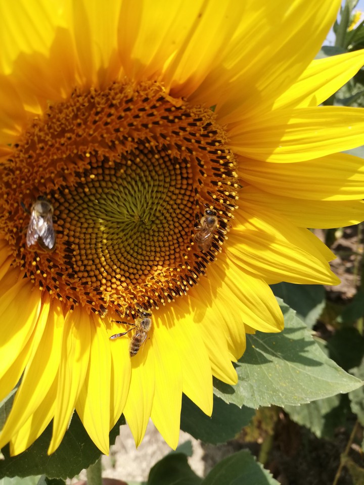 aaa