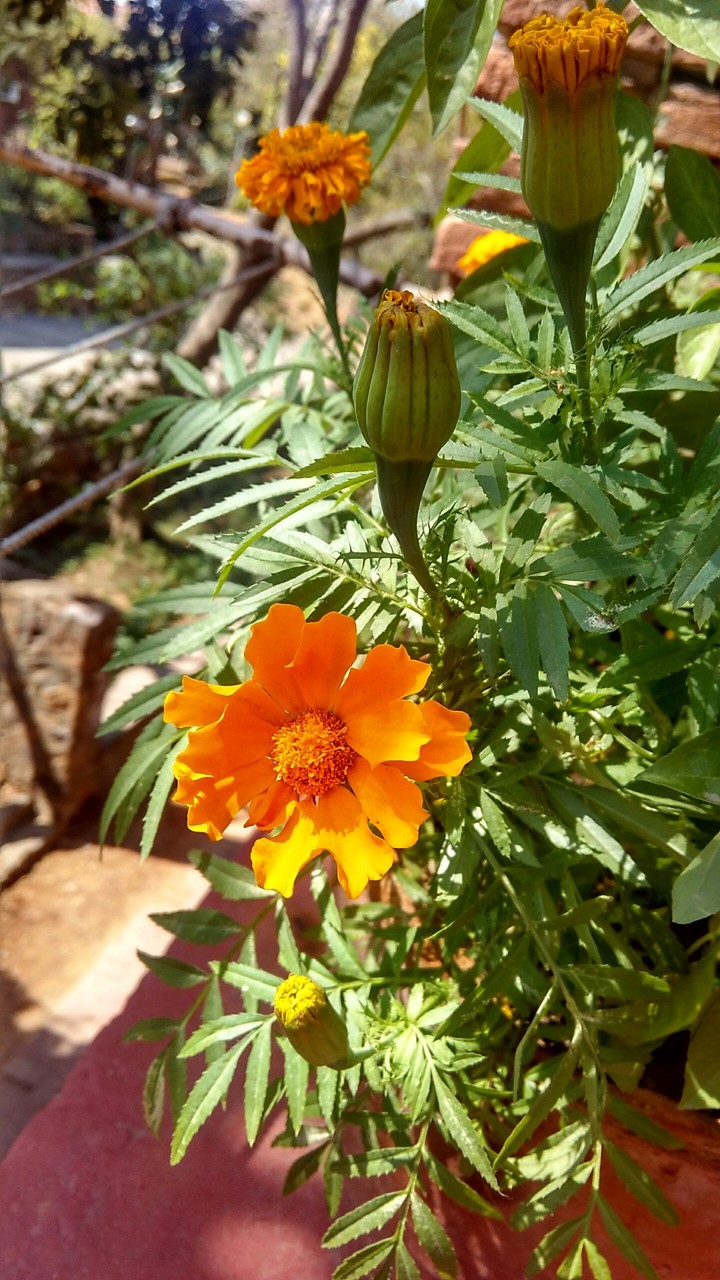 flower