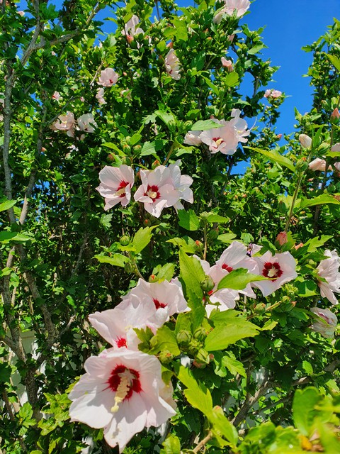 shrub, groundcover桌布