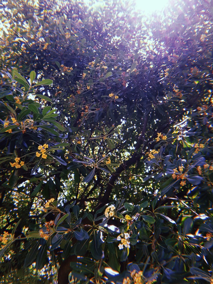 nature
