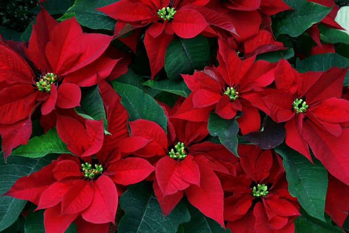 Poinsettias flowers