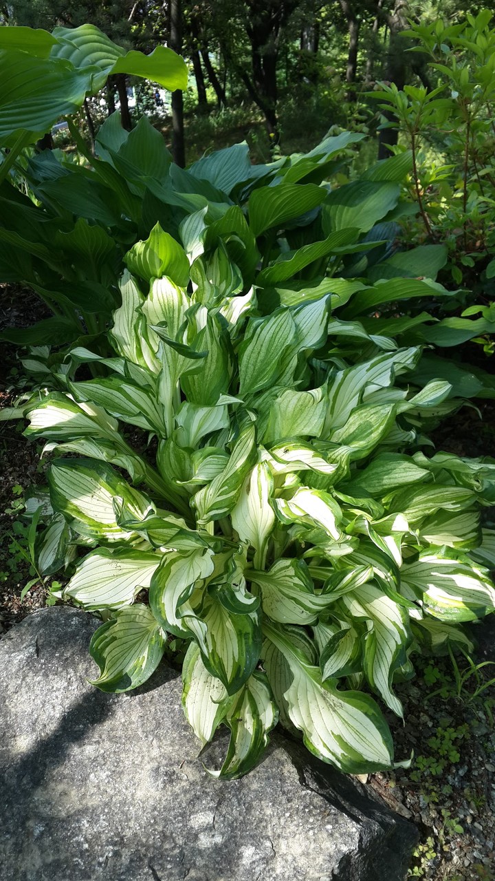 Green Plant