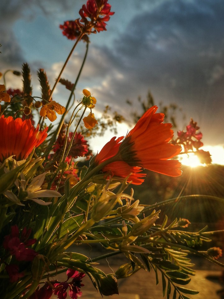 sunset between flowers
