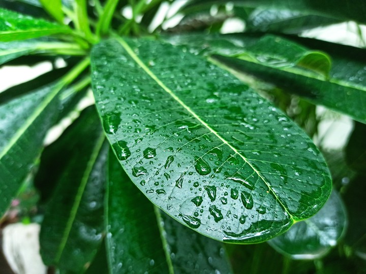 wet green leaf