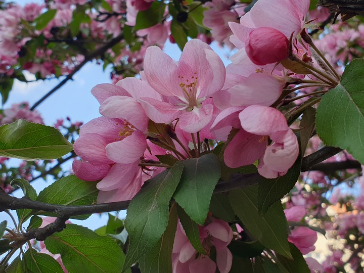 Baumblüte