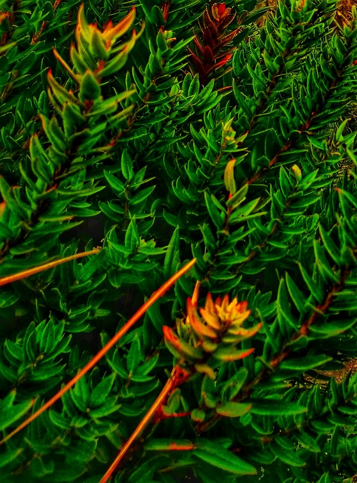 Verde