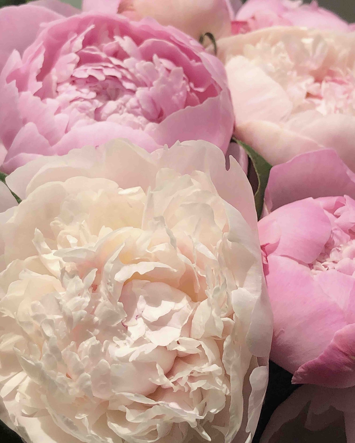 peonies