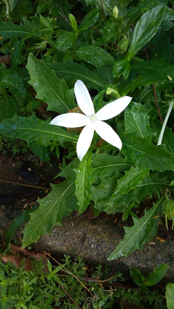 flor