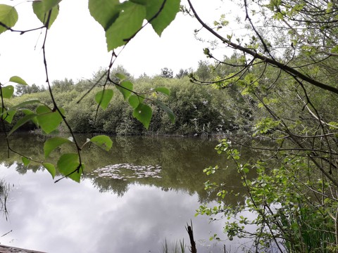 Lily Pond