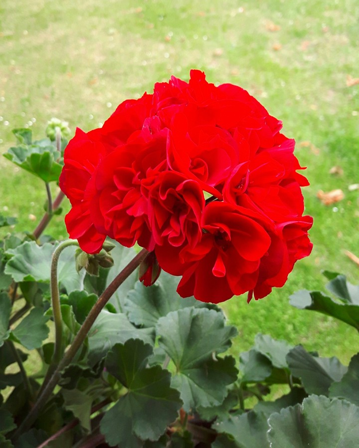 Geranien in voller Blüte