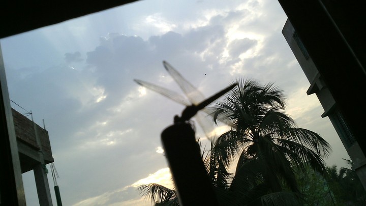dragonfly