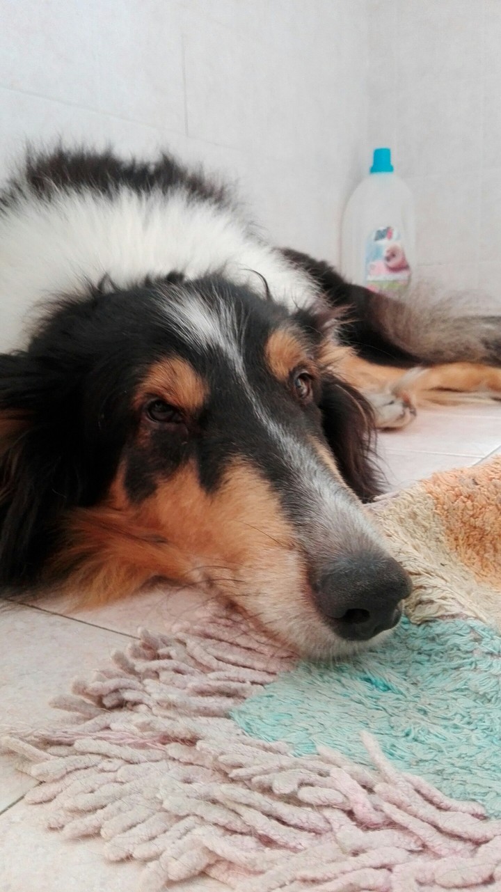 Collie