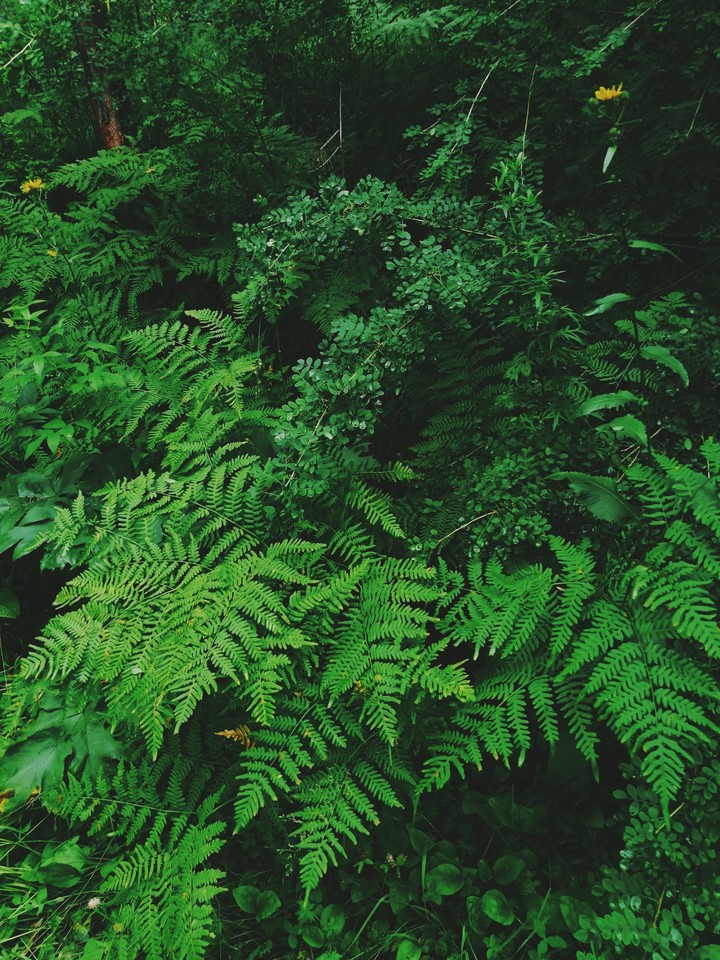 Beautiful fern