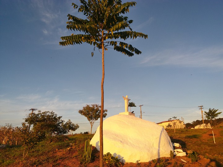 Cedro