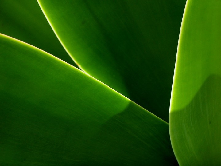 leaves