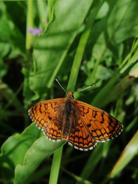 melitaea, insect壁紙
