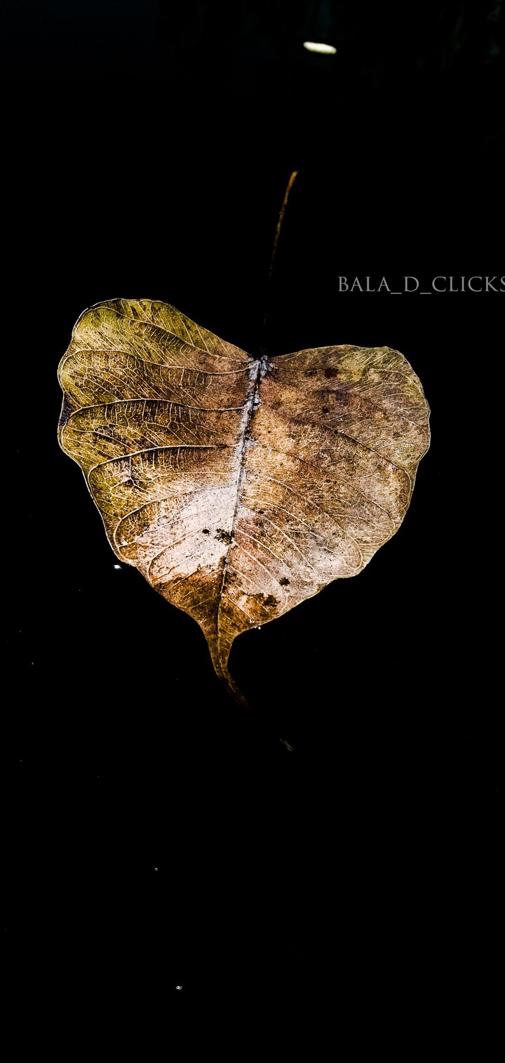 magic leaf