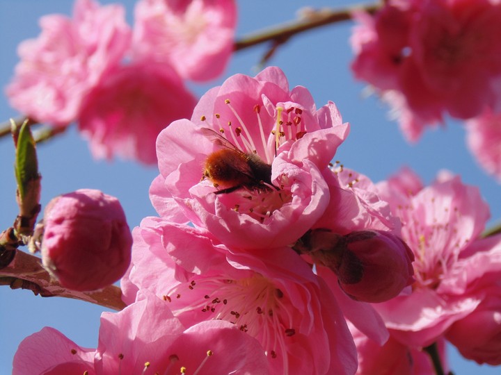 flower and the bumblebee