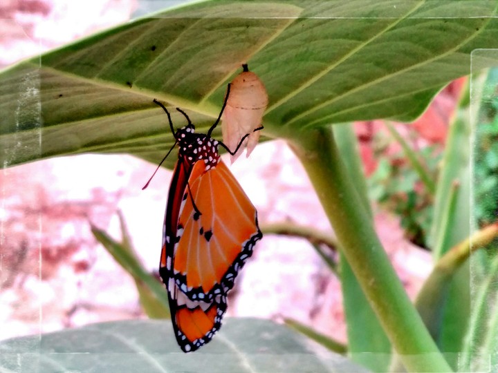just born butterfly