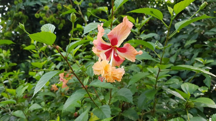 Hibiscus