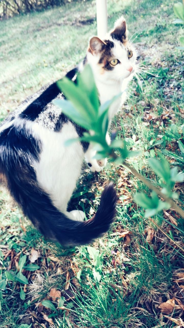 schöne Katze