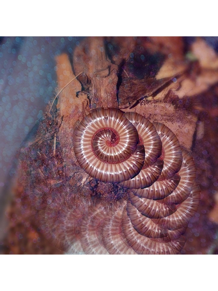 milipede