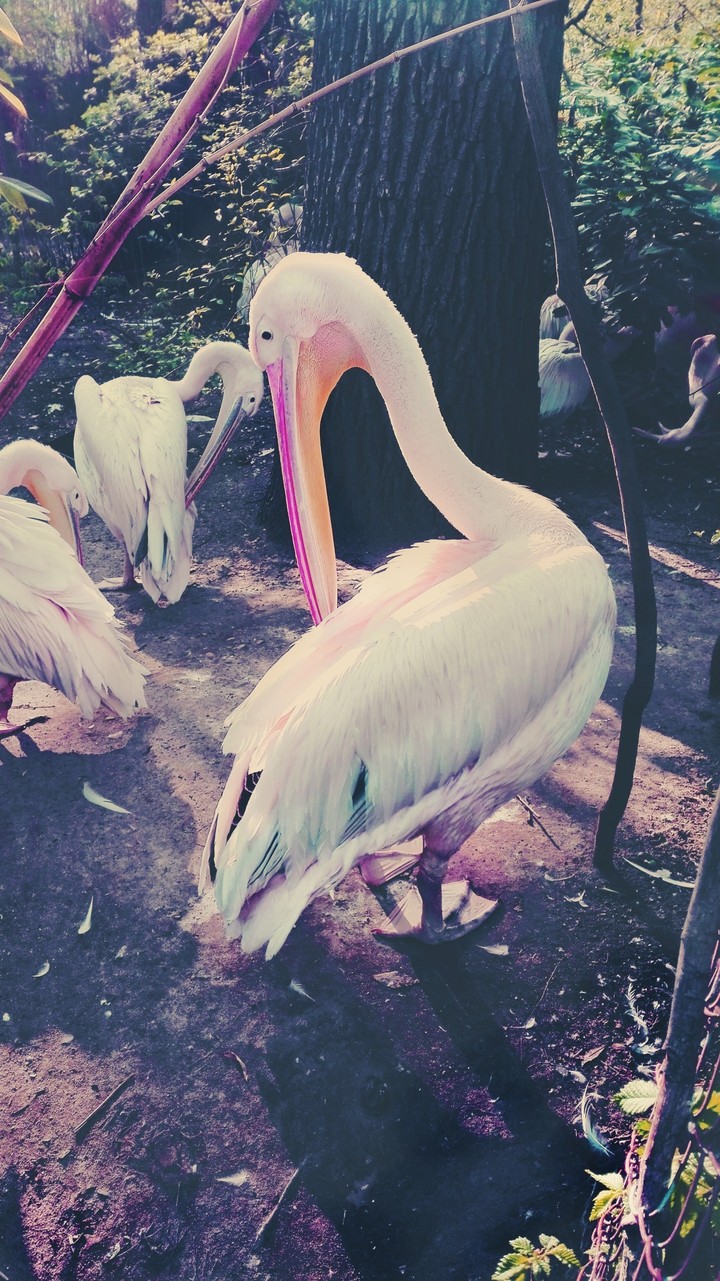 Pink beak