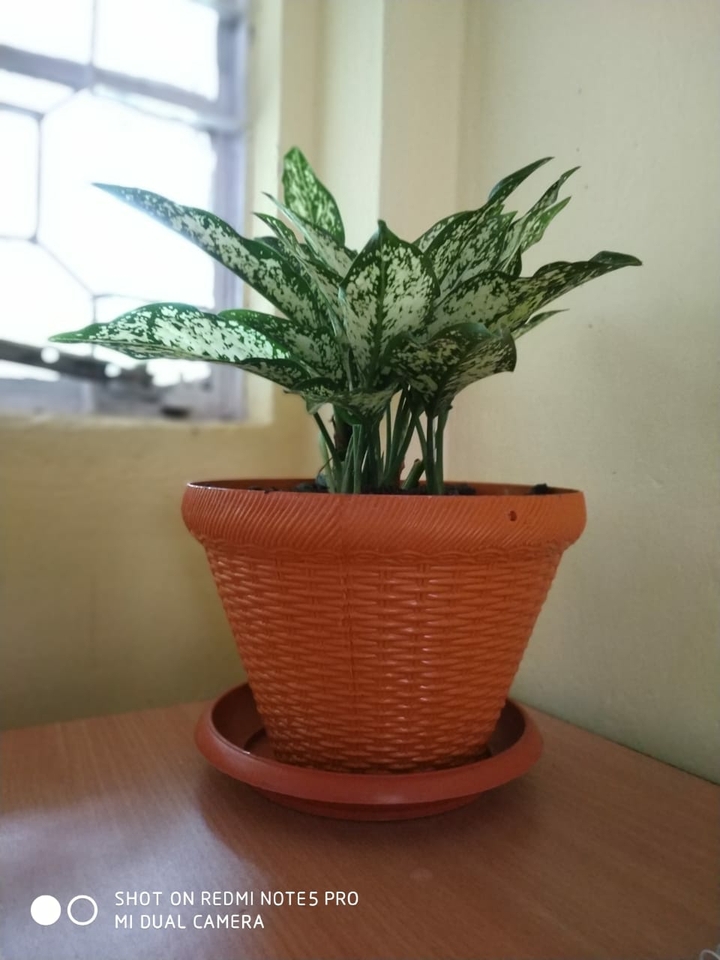 flower?