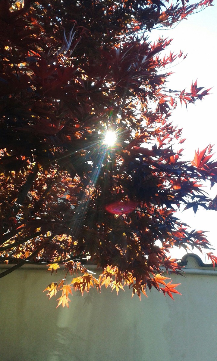 sun in the acer