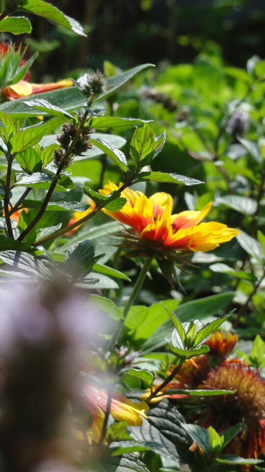 Summer flowers