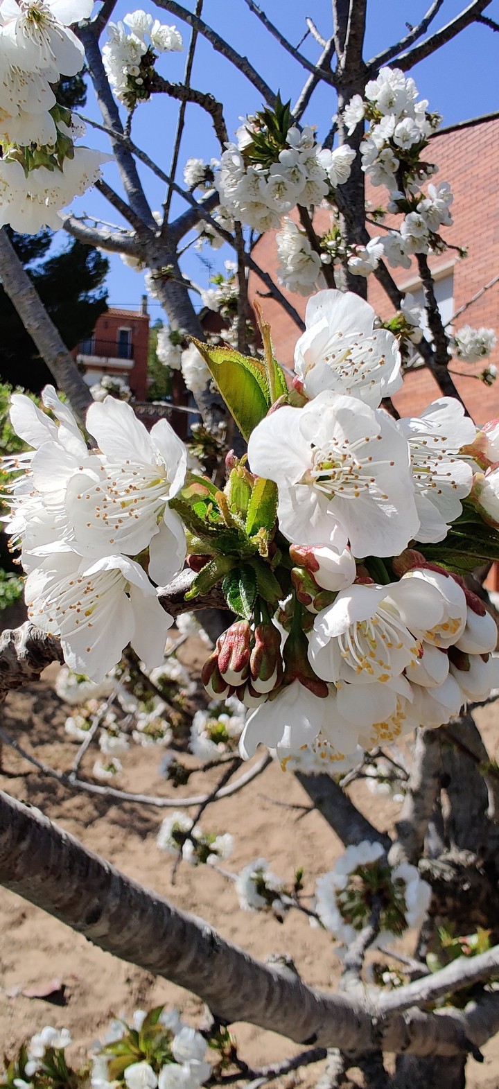 Cherry tree blossom