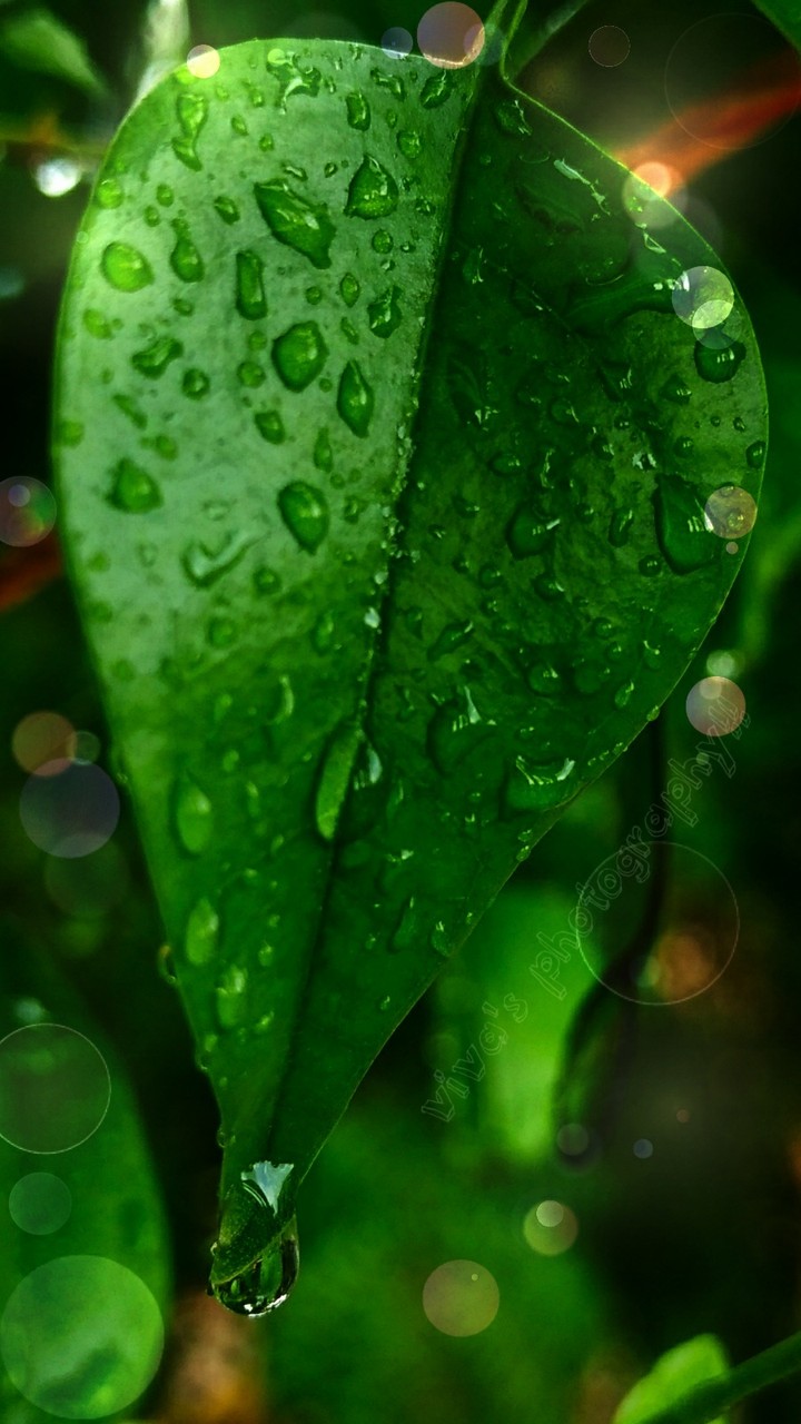 water drops in leaves