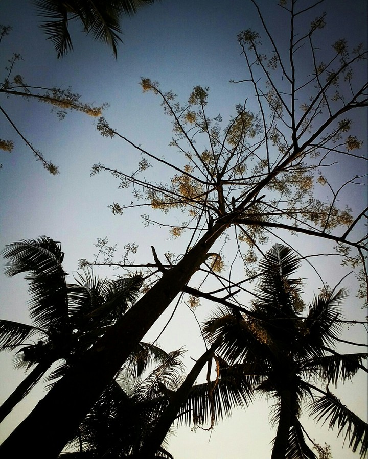 #ari_clicked