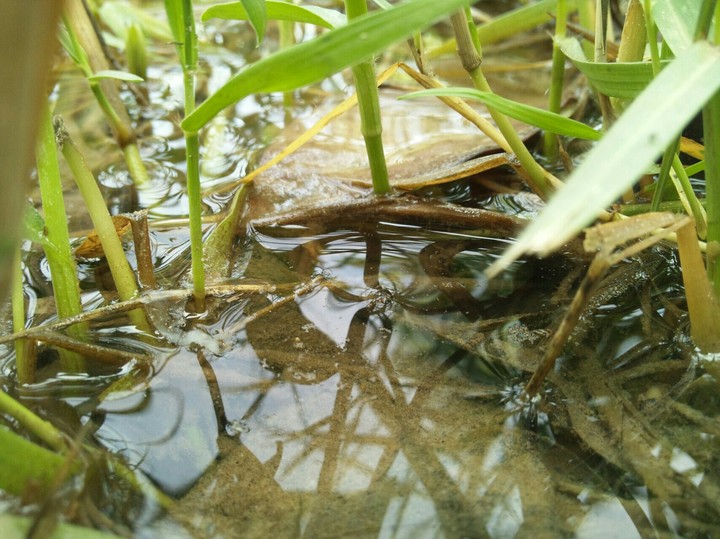 Watter