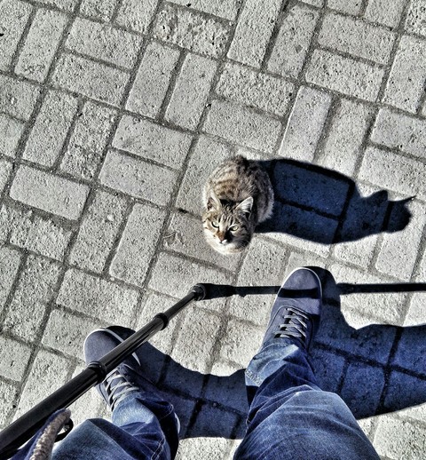 Alone cat