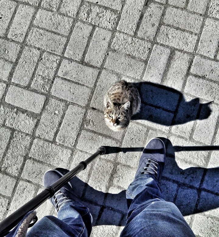 Alone cat