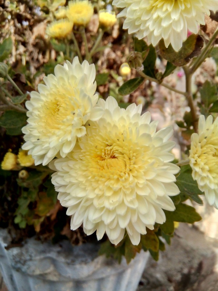 Yellow Guldaudi