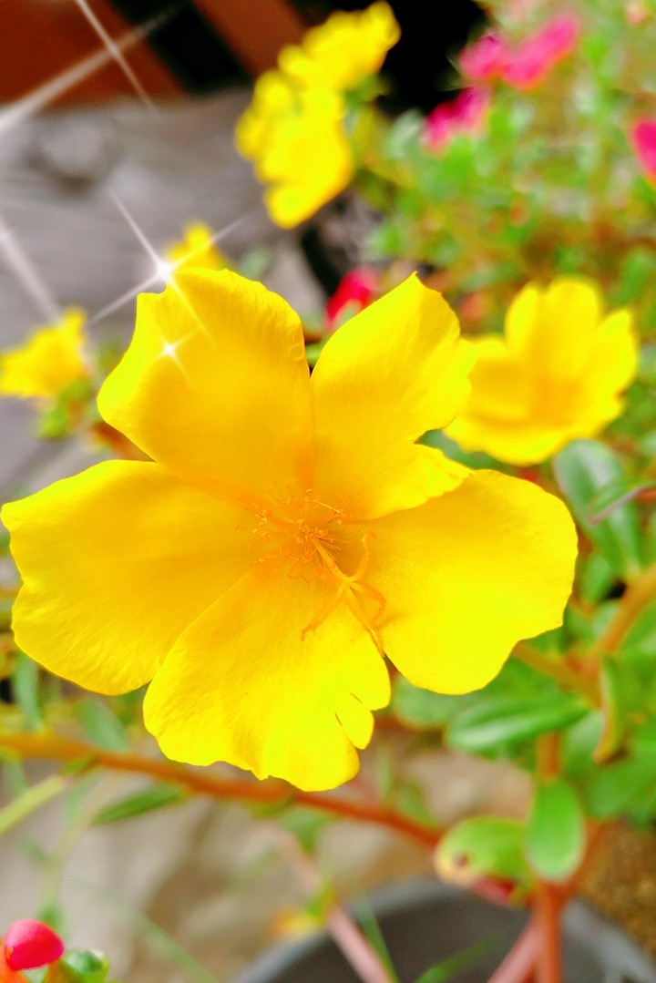 love flower