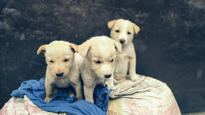 puppy