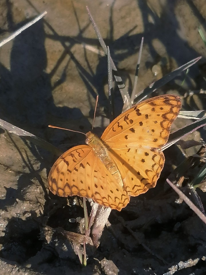 A Beutiful Butterfly