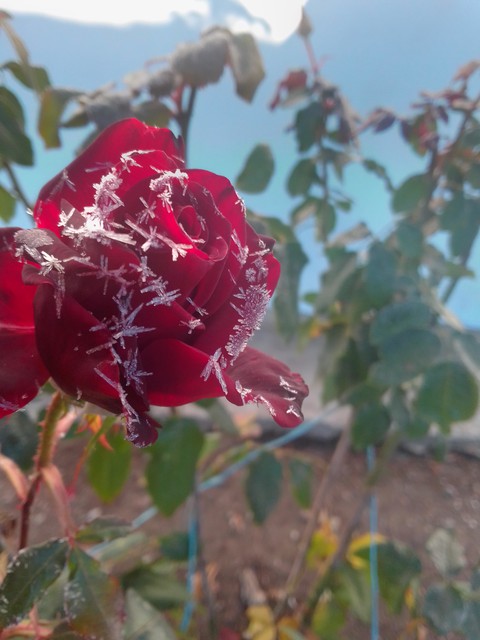 plant, flower Hintergrundbilder