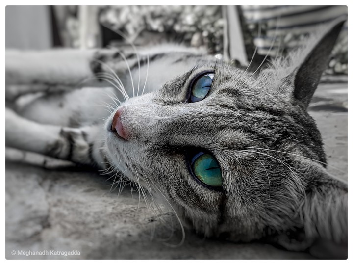 Persian Cat
