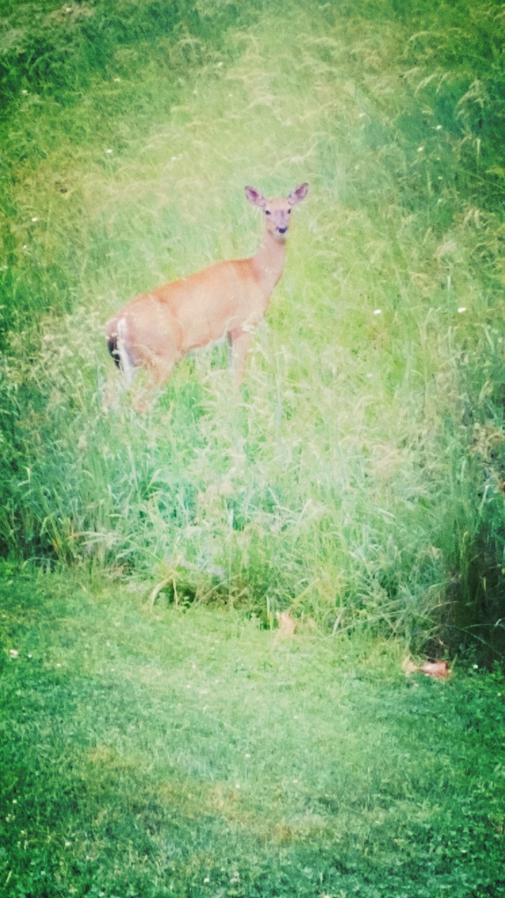 Deer