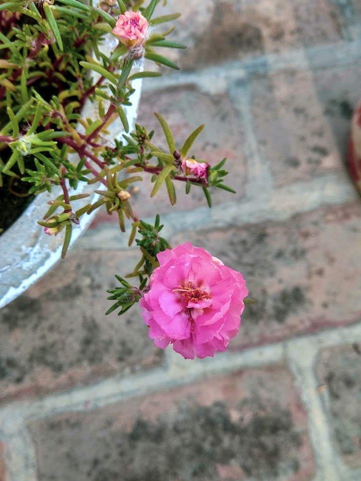 pink-pink?