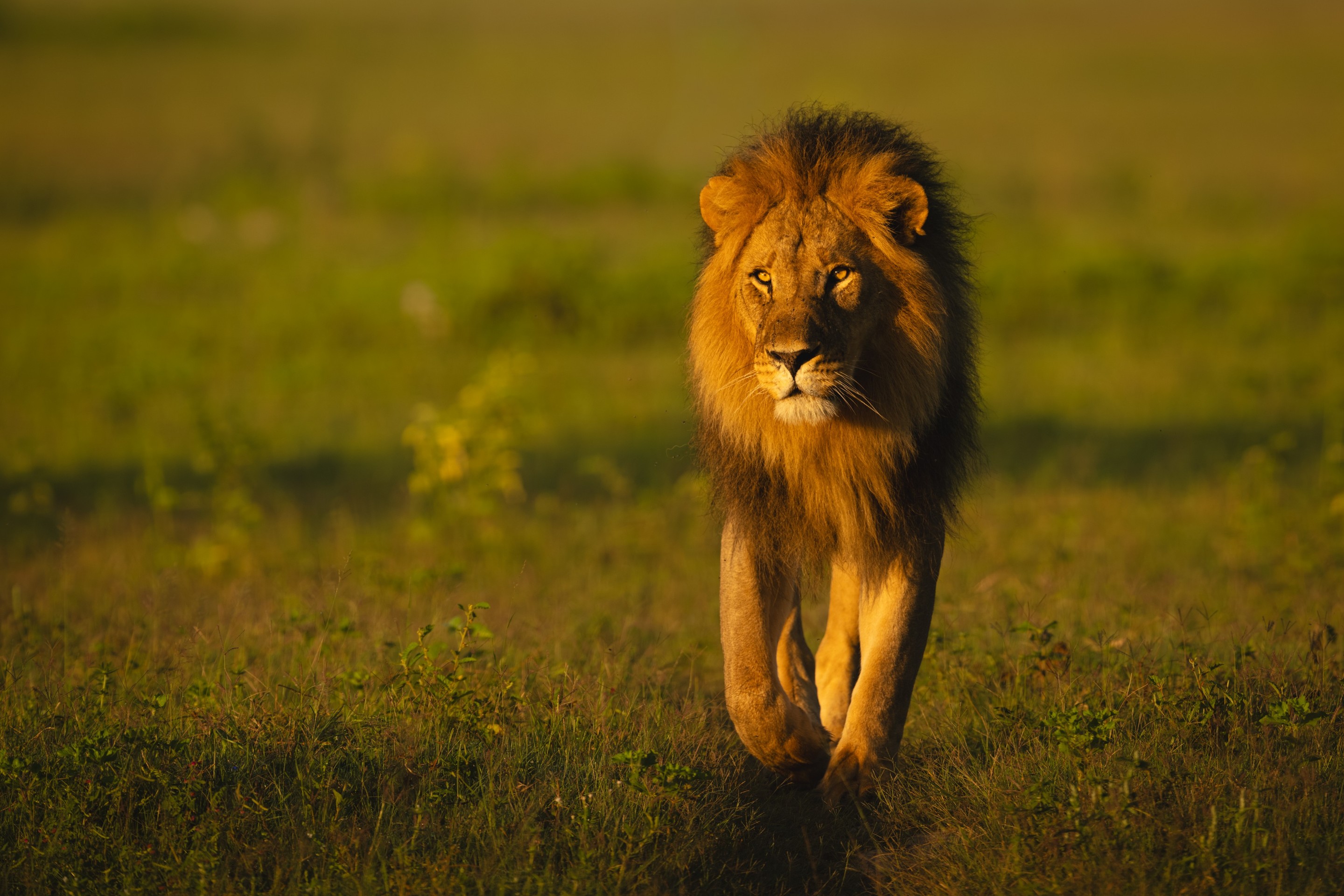 tapety snout, Lion