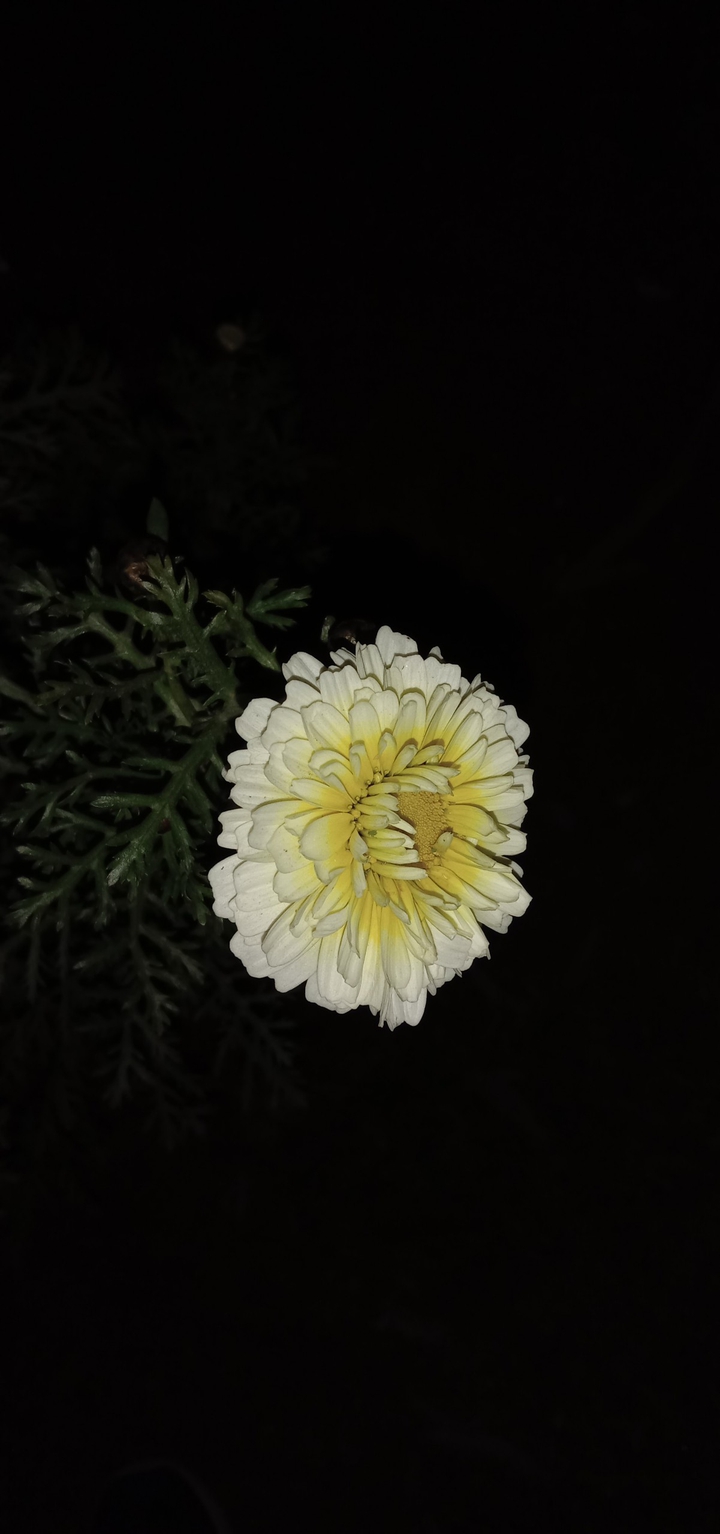 White Flower